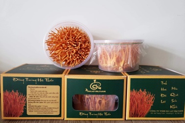 Đông trùng hạ thảo công nghệ Nhật Bản được nhiều người yêu thích