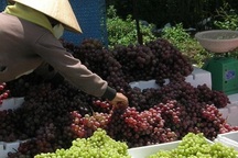 Đưa nho, khoai tây Trung Quốc vào danh sách "đen"