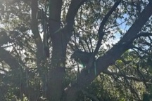 Mỹ phát hiện đài quan sát nghi theo dõi chuyên cơ Tổng thống Donald Trump