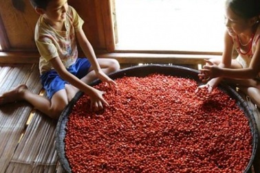 Người thích trồng "cột chống trời", mỗi cây dổi cho thu 1 cây vàng