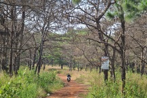 Tòa án quân sự sẽ xét xử vụ "bức tử" rừng thông tại Đắk Nông