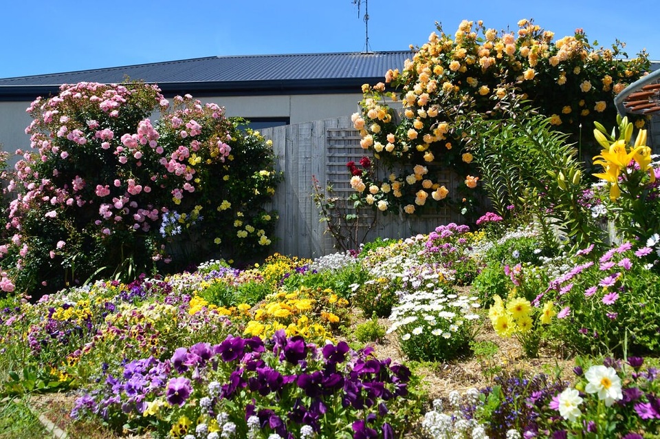 Khu vườn gần 50 loài hoa hồng khoe sắc quanh năm của mẹ Việt ở Úc - 8