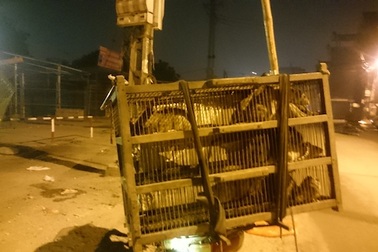 Hà Nội: Săn chuột cống kiếm tiền triệu mỗi đêm