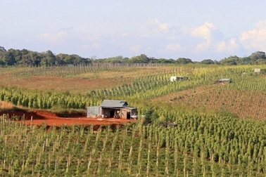 Thu hồi gần 2.000 ha đất rừng bị người dân lấn chiếm trái phép