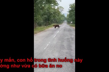 Nhóm thanh niên liều lĩnh tiếp cận hổ để chụp ảnh