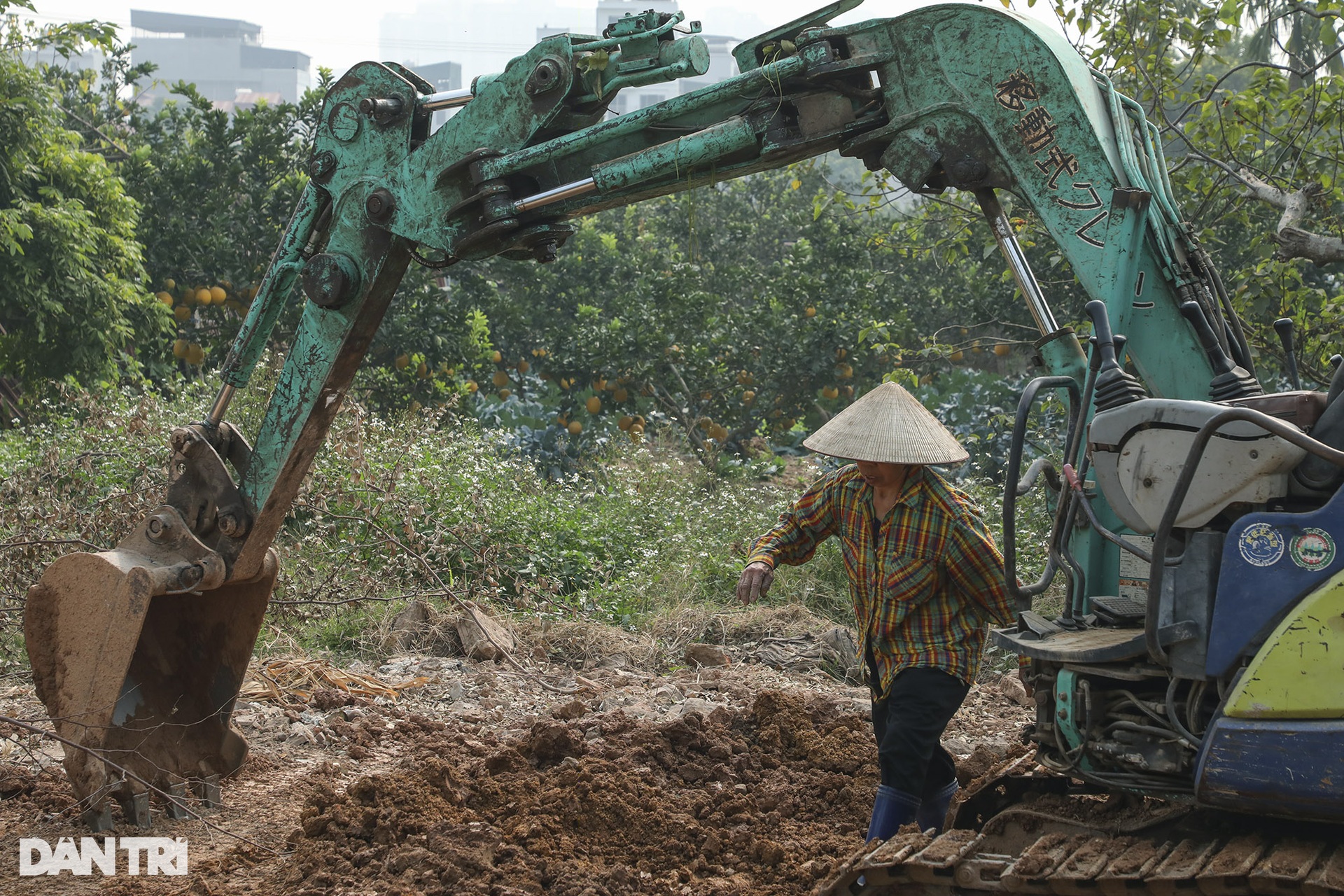 Vườn bưởi Phúc Diễn vàng rực vào vụ Tết - 9 Vườn bưởi Phúc Diễn vàng rực vào vụ Tết - 9