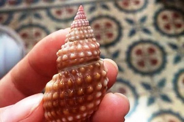 Nữ giáo viên trẻ tử vong nghi do ăn 2 con ốc biển