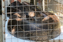 6 người hợp sức đưa trăn "khủng" vào lồng