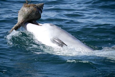 Tiết lộ mới về hành vi tìm kiếm thức ăn của cá heo