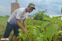 "Vỗ" lợn rừng bằng chè khổng lồ, lãi hàng trăm triệu đồng mỗi năm