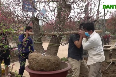 Chủ vườn Nhật Tân "tái sinh" đào sau Tết Tân Sửu