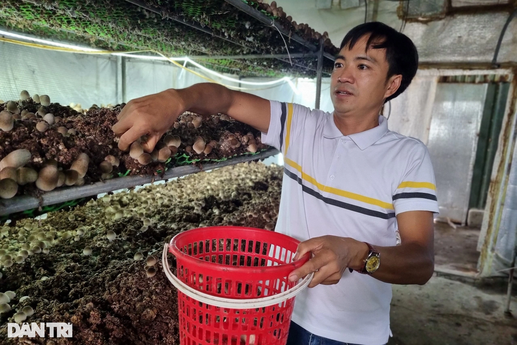 Trồng nấm rơm, mỗi tháng chỉ bán 2 ngày, thu lãi 45 triệu đồng - 3 Trồng nấm rơm, mỗi tháng chỉ bán 2 ngày, thu lãi 45 triệu đồng - 3