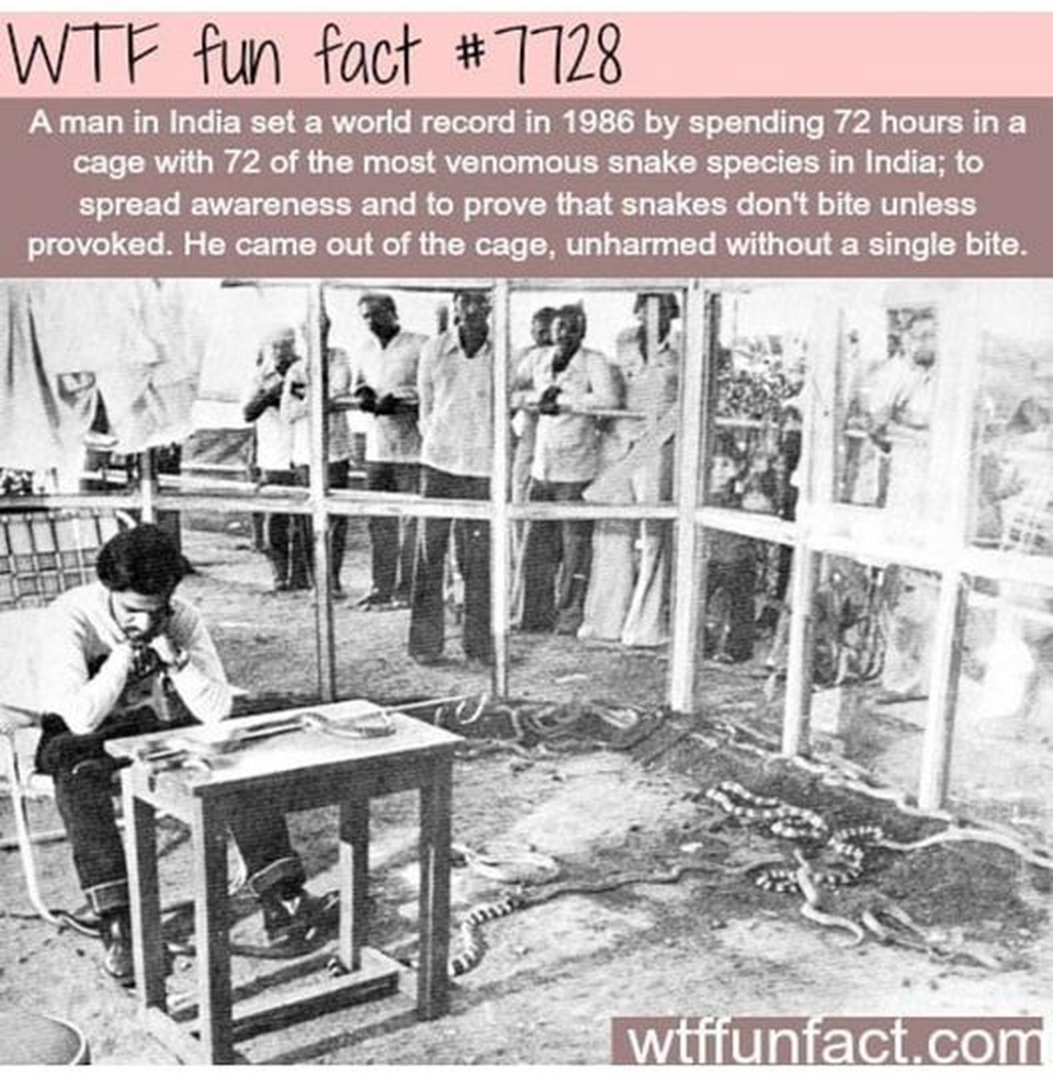 Người đàn ông dành 72 giờ chung sống với 72 con rắn kịch độc - 2 Người đàn ông dành 72 giờ chung sống với 72 con rắn kịch độc - 2