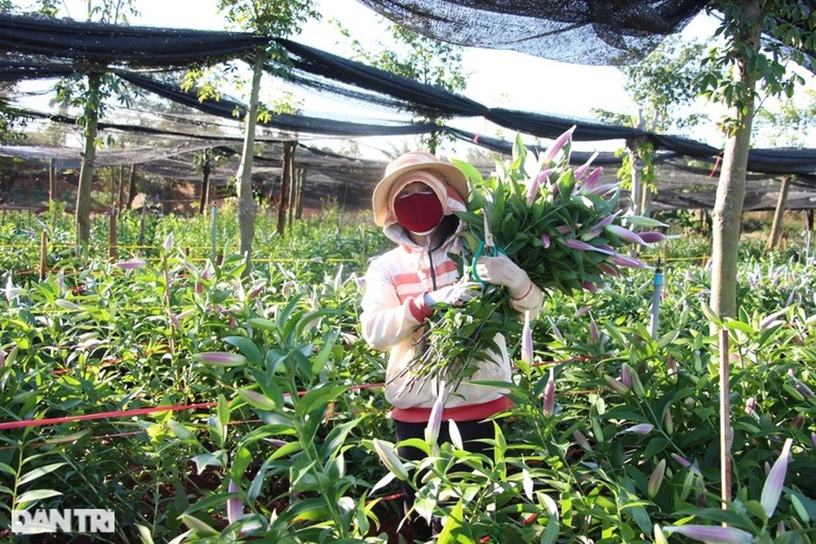Hoa ly tiên khoe sắc xuân trên cao nguyên - 1 Hoa ly tiên khoe sắc xuân trên cao nguyên - 1