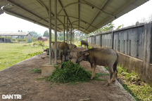 Dự án nhà máy xi măng nghìn tỷ biến thành nơi... thả trâu