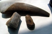 Sừng tê giác: Alô là có!