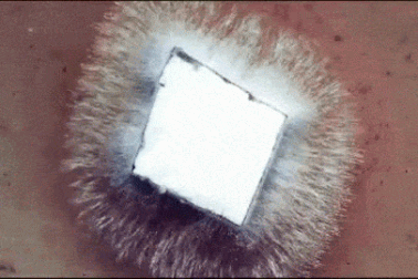 Khó tin loại da đặc biệt được làm hoàn toàn từ… nấm!