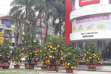 Hoa tết tấp nập về phố