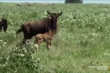 Bất ngờ với cảnh sư tử tha cho linh dương đầu bò con về đoàn tụ với mẹ