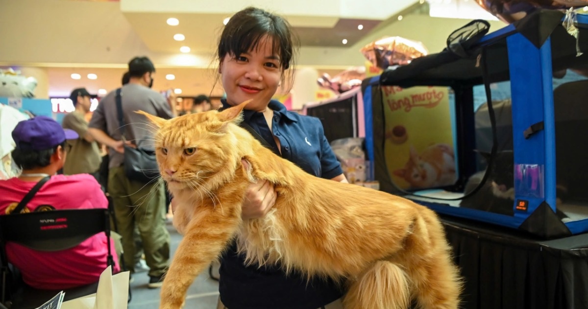 Thu tiền tỷ mỗi tháng với trại nuôi giống mèo khủng, chuẩn tiểu hổ