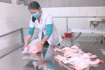 Mô hình chăn nuôi gà cho thu nhập cao ở huyện nghèo