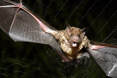 Phát hiện một giống dơi ma cà rồng bắt đầu hút máu người ở Brazil
