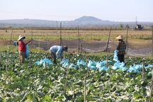 Bị Covid-19 "quần thảo", nông dân Gia Lai lao đao vì hoa màu vụ Tết rớt giá