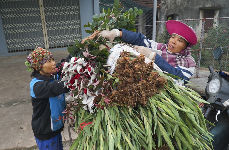 Làng hoa Phù Vân rực rỡ trên vùng chiêm trũng Hà Nam - 9 Làng hoa Phù Vân rực rỡ trên vùng chiêm trũng Hà Nam - 9
