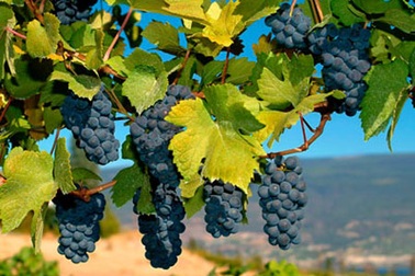 “Mùi vị” trưởng thành