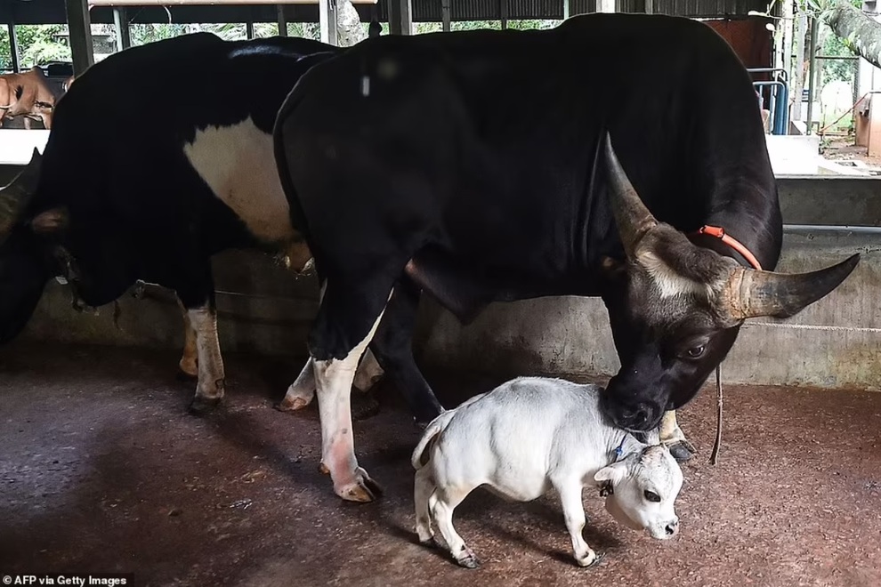 Chú bò tí hon nhất thế giới, chỉ cao... 51 cm - 3 Chú bò tí hon nhất thế giới, chỉ cao... 51 cm - 3