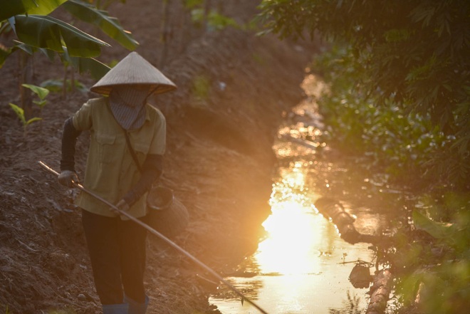 Câu con lộc trời cho: nông dân Hải Dương kiếm nửa triệu đồng mỗi ngày - 13 Câu con lộc trời cho: nông dân Hải Dương kiếm nửa triệu đồng mỗi ngày - 13