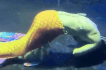 "Nàng tiên cá" co giật suốt 5 phút dưới đáy bể mới được giải cứu