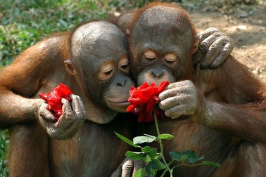 Ngộ nghĩnh khoảnh khắc động vật "dịu dàng" bên những cánh hoa