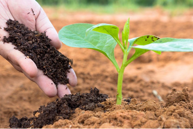 Dùng phân bón hữu cơ sẽ tạo tiền đề cho nông sản sạch