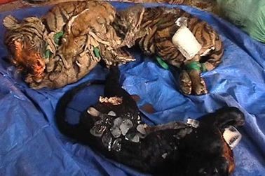 Bắt hơn 2 tấn hổ, báo và xương động vật