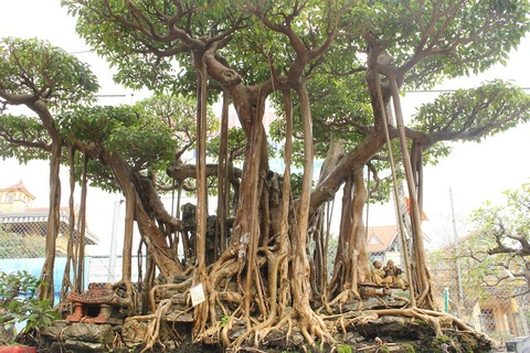 Đại gia Hà Nội chi 5 tỷ “mua đứt” cây sanh nổi tiếng bậc nhất Việt Nam