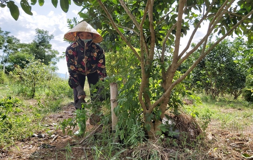 Thanh Hoá: Kiếm hàng trăm triệu đồng từ bưởi, mít, dừa... - 6 Thanh Hoá: Kiếm hàng trăm triệu đồng từ bưởi, mít, dừa... - 6