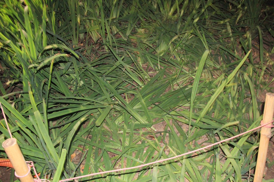 Vườn hoa ven Hồ Gươm bị giẫm nát sau màn pháo hoa chào năm mới - 7 Vườn hoa ven Hồ Gươm bị giẫm nát sau màn pháo hoa chào năm mới - 7