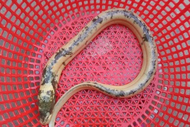 Bắt được con lươn có màu sắc lạ dài hơn nửa mét