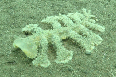 Cận cảnh xem sên biển "biến dạng" phần đầu để hút con mồi