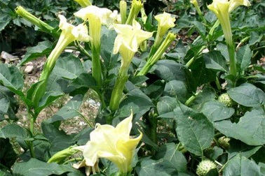 Lào Cai: Ăn ngọn cà độc dược, 3 người vào viện