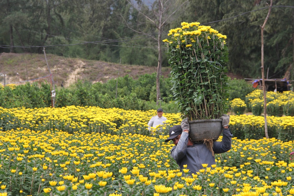 Nghề bốc vác hoa Tết: Covid-19 khiến cả buổi làm không đủ tiền cà phê - 3 Nghề bốc vác hoa Tết: Covid-19 khiến cả buổi làm không đủ tiền cà phê - 3
