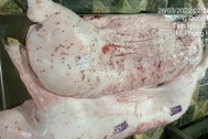 Ăn thịt lợn bệnh: Rước loạt nguy cơ, đun sôi cũng không an toàn