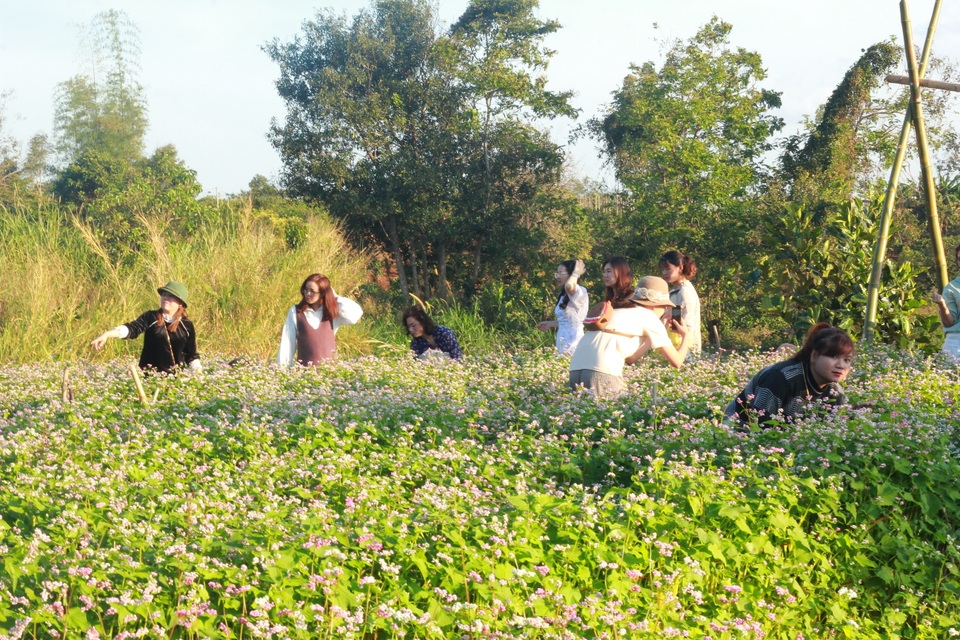 Hoa tam giác mạch, cúc họa mi khoe sắc trên Tây Nguyên - 2 Hoa tam giác mạch, cúc họa mi khoe sắc trên Tây Nguyên - 2