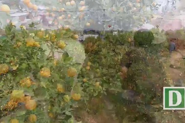 Vườn quất Tứ Liên qua góc nhìn flycam