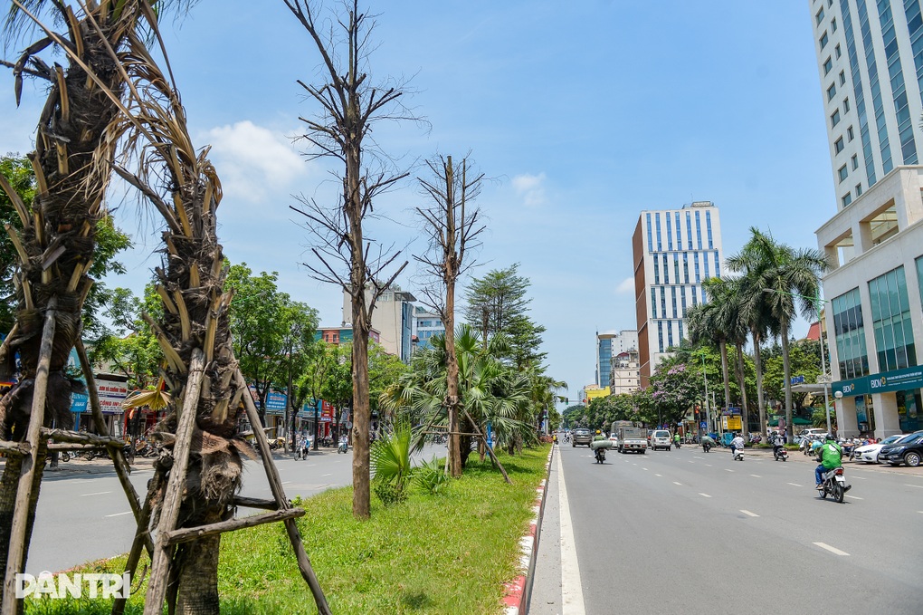 Hàng loạt cây có dấu hiệu chết khô, trụi lá ở Hà Nội - 5