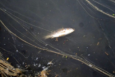 Dân kêu cứu vì xưởng chứa da trâu bò xả thải ra môi trường