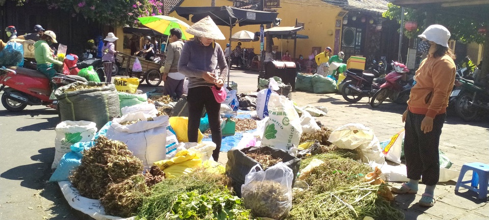 Mùa lá Mùng 5 ở xứ Quảng vào vụ - 4 Mùa lá Mùng 5 ở xứ Quảng vào vụ - 4