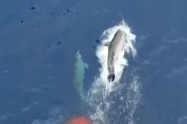 Thú vị hình ảnh cá heo dẫn đường cho tàu thủy