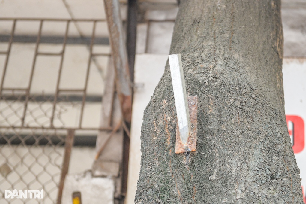 Hàng loạt cây xanh ở Hà Nội bị đóng đinh, còng lưng bán hàng - 3 Hàng loạt cây xanh ở Hà Nội bị đóng đinh, còng lưng bán hàng - 3